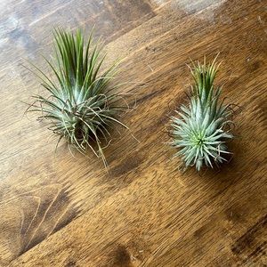 Lot of Two Air Plants Tillandsia